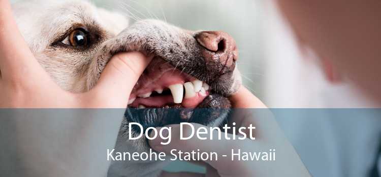 Dog Dentist Kaneohe Station - Hawaii