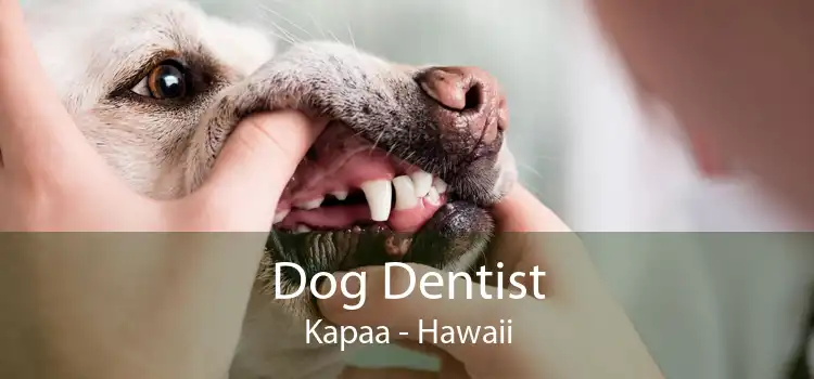 Dog Dentist Kapaa - Hawaii