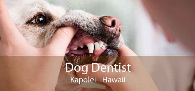 Dog Dentist Kapolei - Hawaii