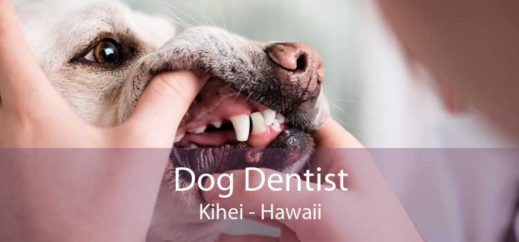 Dog Dentist Kihei - Hawaii