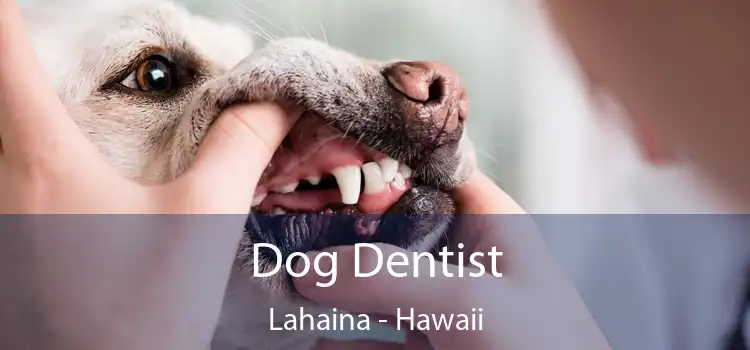 Dog Dentist Lahaina - Hawaii