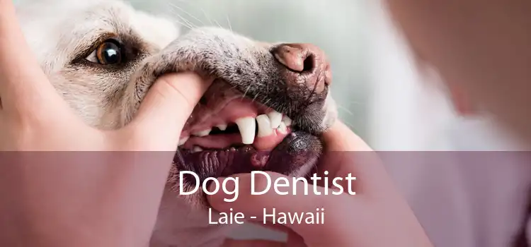 Dog Dentist Laie - Hawaii