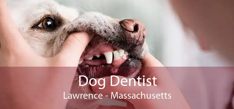 Dog Dentist Lawrence - Massachusetts