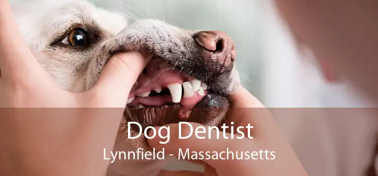 Dog Dentist Lynnfield - Massachusetts