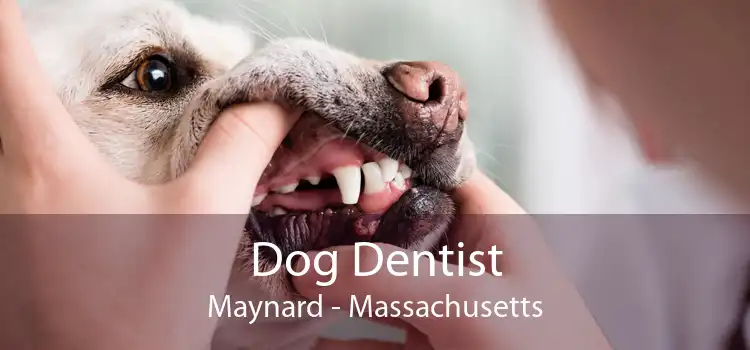 Dog Dentist Maynard - Massachusetts