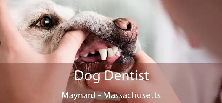 Dog Dentist Maynard - Massachusetts