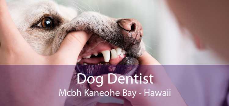Dog Dentist Mcbh Kaneohe Bay - Hawaii