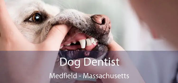 Dog Dentist Medfield - Massachusetts