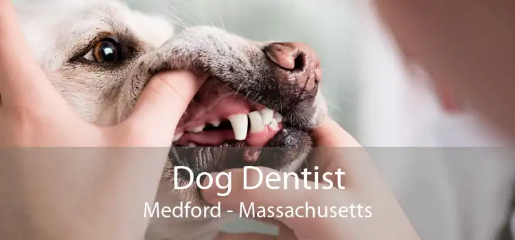 Dog Dentist Medford - Massachusetts