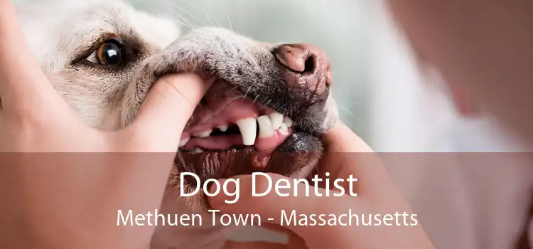 Dog Dentist Methuen Town - Massachusetts