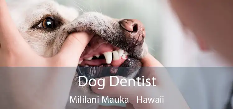 Dog Dentist Mililani Mauka - Hawaii