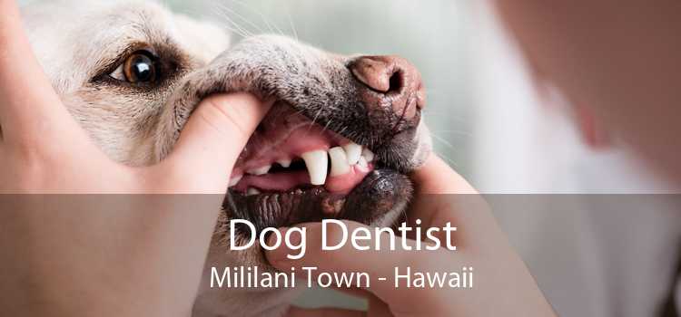 Dog Dentist Mililani Town - Hawaii