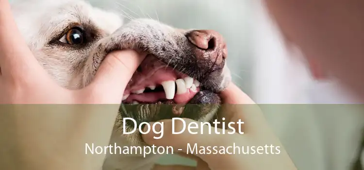 Dog Dentist Northampton - Massachusetts