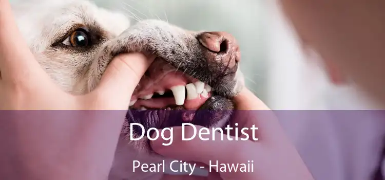 Dog Dentist Pearl City - Hawaii