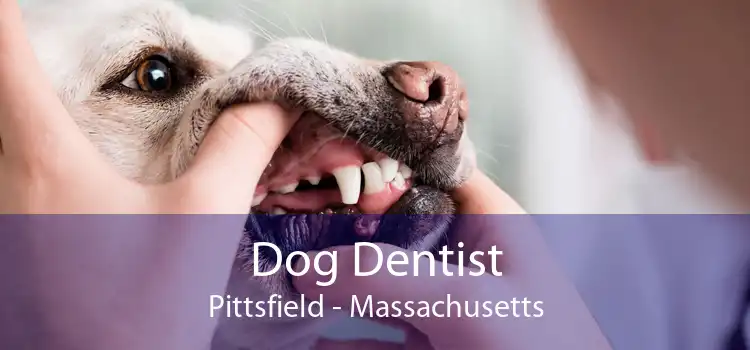 Dog Dentist Pittsfield - Massachusetts