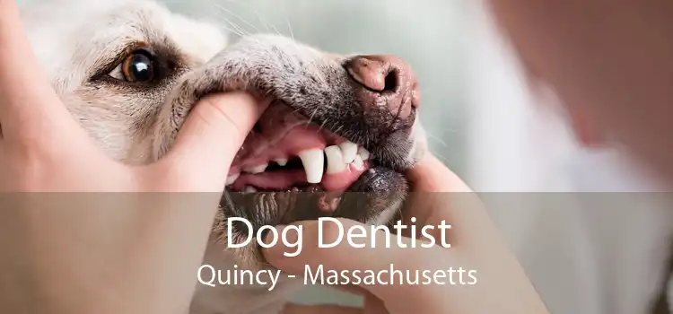 Dog Dentist Quincy - Massachusetts