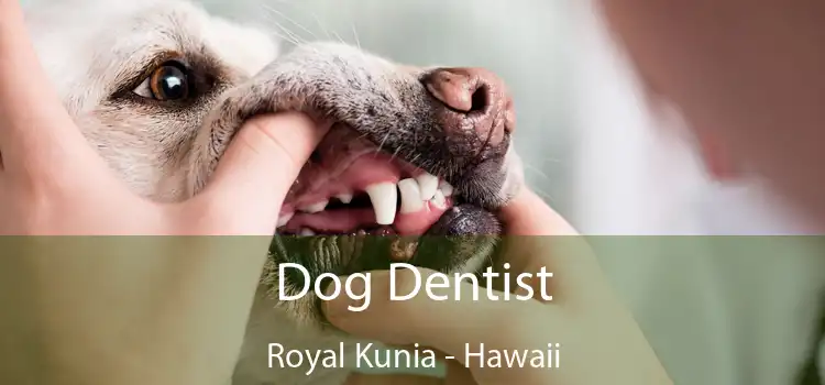 Dog Dentist Royal Kunia - Hawaii