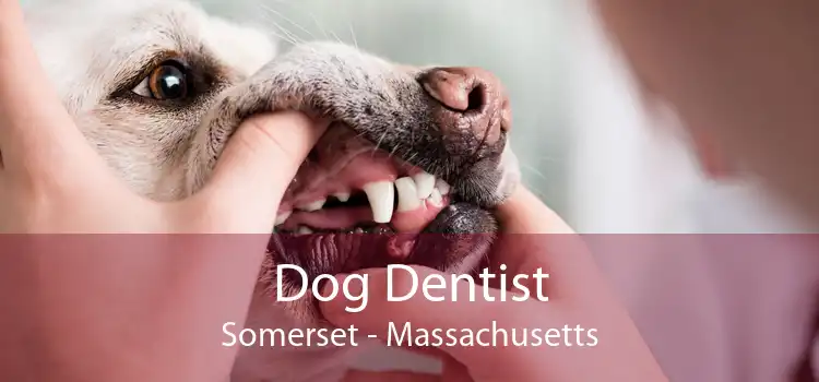 Dog Dentist Somerset - Massachusetts