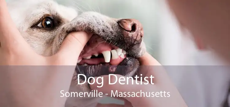 Dog Dentist Somerville - Massachusetts
