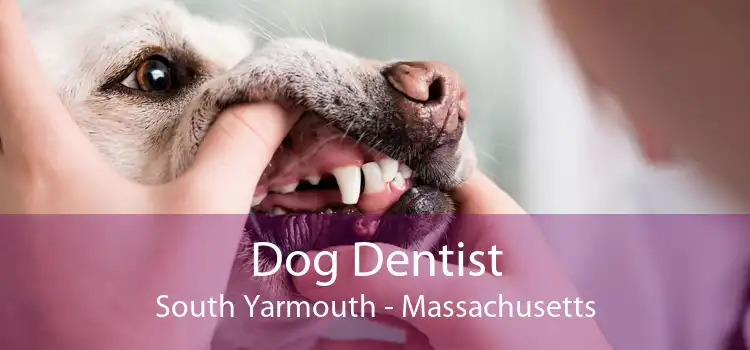 Dog Dentist South Yarmouth - Massachusetts