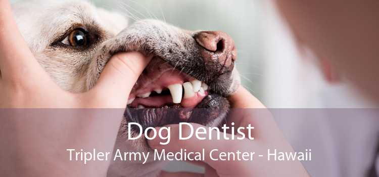 Dog Dentist Tripler Army Medical Center - Hawaii