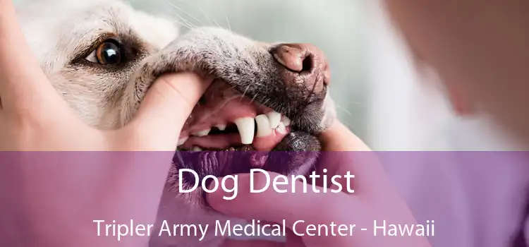 Dog Dentist Tripler Army Medical Center - Hawaii