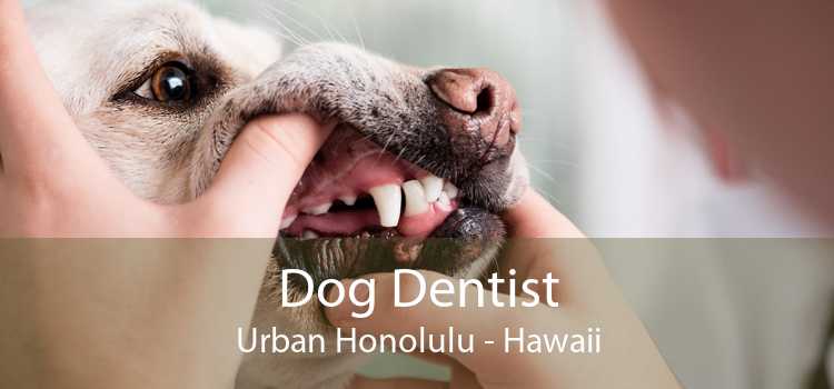 Dog Dentist Urban Honolulu - Hawaii