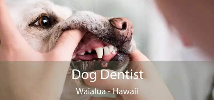 Dog Dentist Waialua - Hawaii