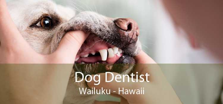 Dog Dentist Wailuku - Hawaii