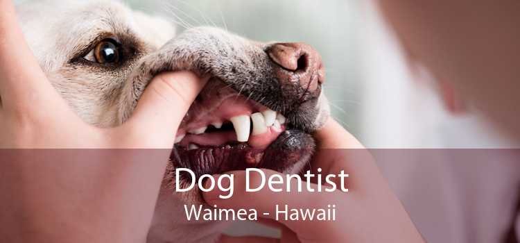 Dog Dentist Waimea - Hawaii