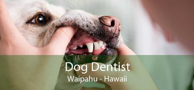 Dog Dentist Waipahu - Hawaii