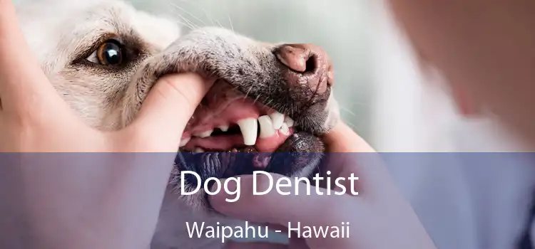 Dog Dentist Waipahu - Hawaii