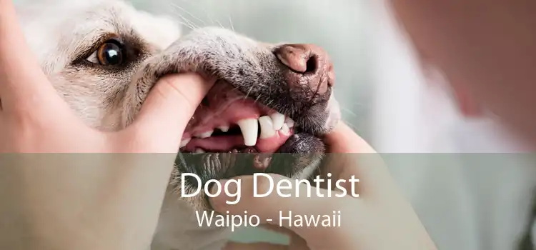 Dog Dentist Waipio - Hawaii
