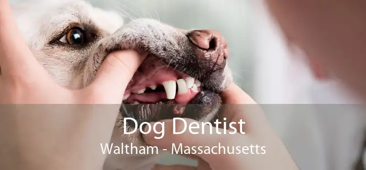 Dog Dentist Waltham - Massachusetts