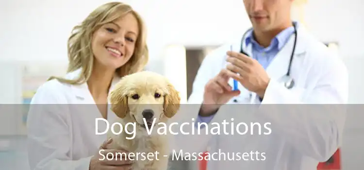 Dog Vaccinations Somerset - Massachusetts