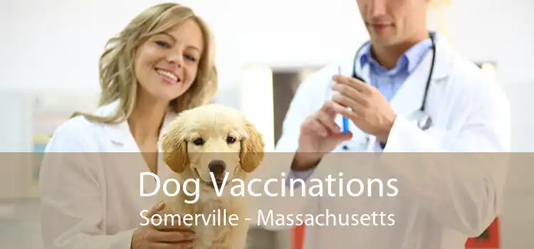 Dog Vaccinations Somerville - Massachusetts