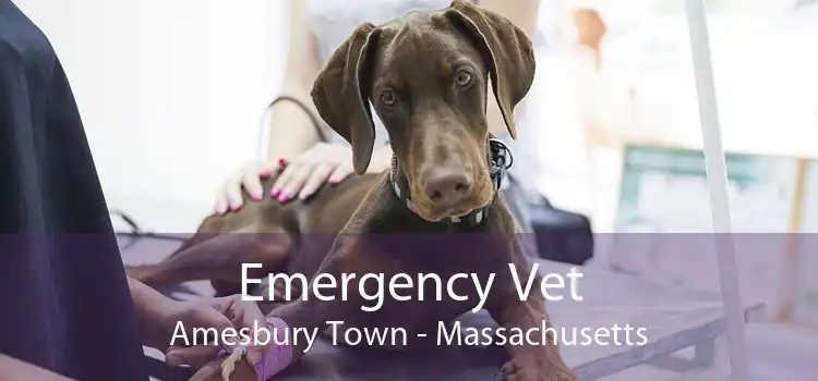 Emergency Vet Amesbury Town - Massachusetts