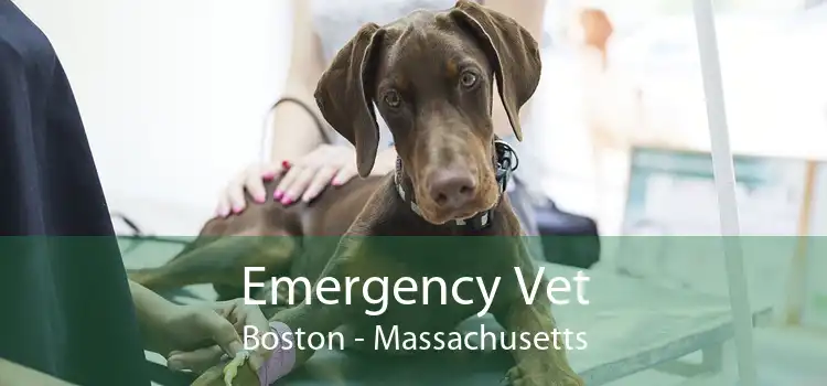 Emergency Vet Boston - Massachusetts