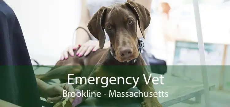 Emergency Vet Brookline - Massachusetts