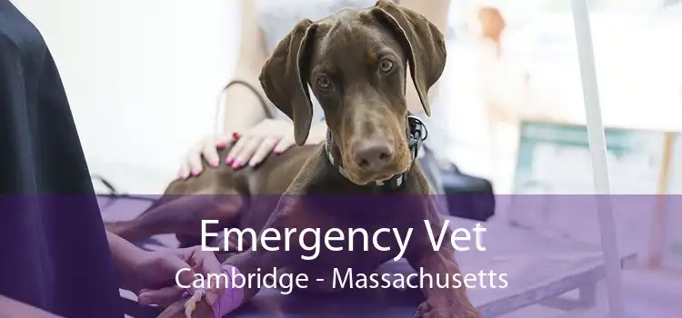 Emergency Vet Cambridge - Massachusetts