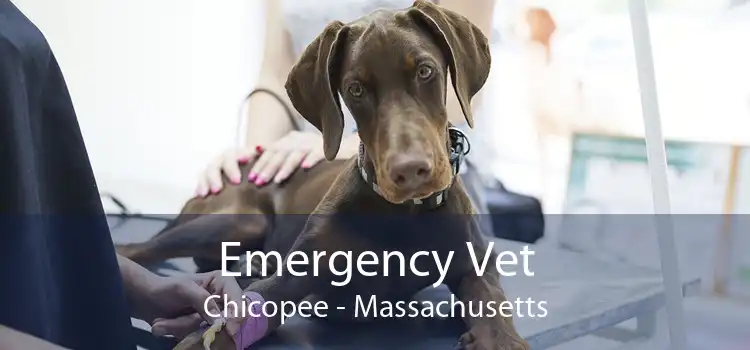 Emergency Vet Chicopee - Massachusetts