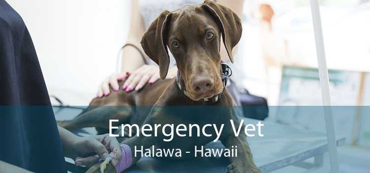 Emergency Vet Halawa - Hawaii