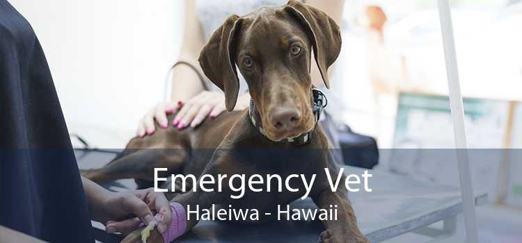 Emergency Vet Haleiwa - Hawaii