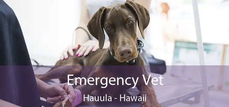 Emergency Vet Hauula - Hawaii