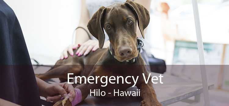 Emergency Vet Hilo - Hawaii