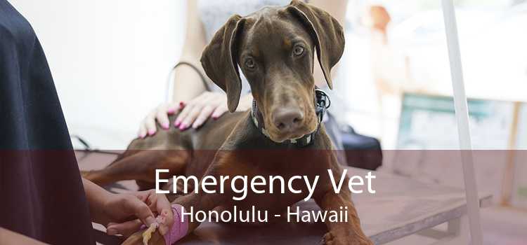 Emergency Vet Honolulu - Hawaii