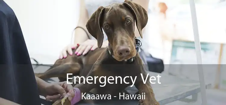 Emergency Vet Kaaawa - Hawaii