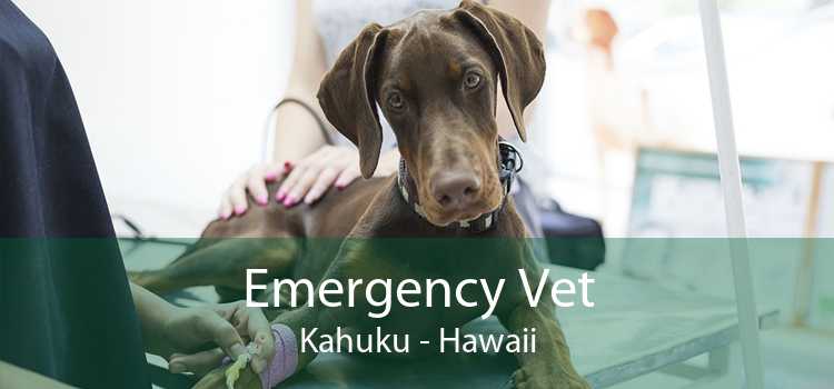 Emergency Vet Kahuku - Hawaii