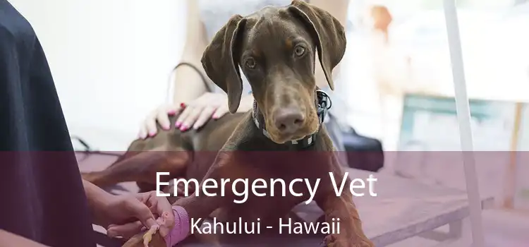 Emergency Vet Kahului - Hawaii