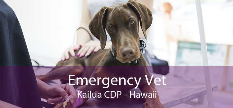 Emergency Vet Kailua CDP - Hawaii